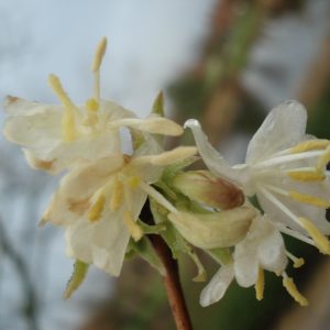 Lonicera x purpursii