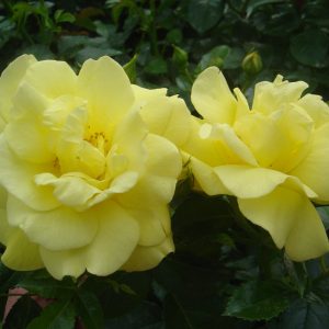 Rosa 'Loredo' ®