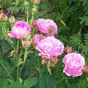 Rosa 'Louise Odier' (bourbon)