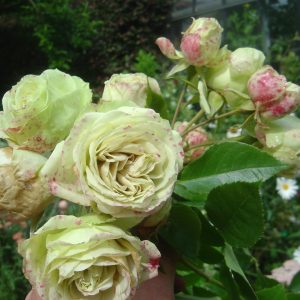 Rosa 'Loveley Green' ®