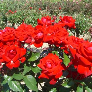 Rosa 'Lübecker Rotspon'  ®