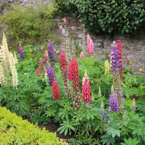 Lupinus  i.S.