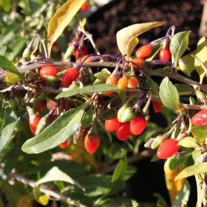 Lycium barbarum 'Sweet Lifeberry'®