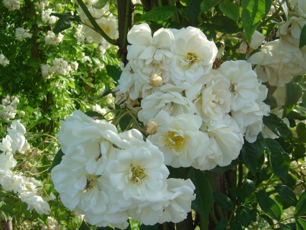 Rosa 'Lykkefund'