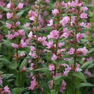 Lythrum salicaria 'JS Pink Blush' ®