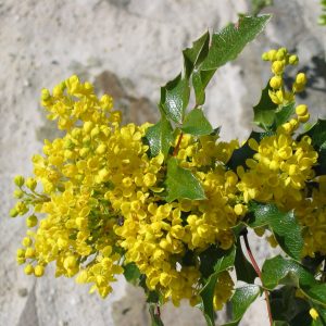 Mahonia aquifolium