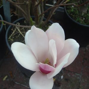 Magnolia 'Satisfaction'