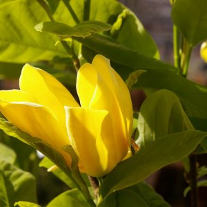 Magnolia 'Daphne'