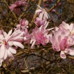Magnolia stellata "George Henry Kern"