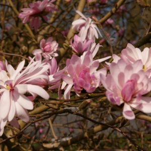 Magnolia stellata "George Henry Kern"