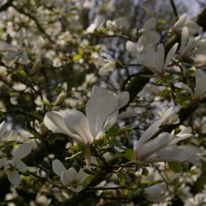 Magnolia kobus