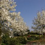 Magnolia loebneri "Merrill"