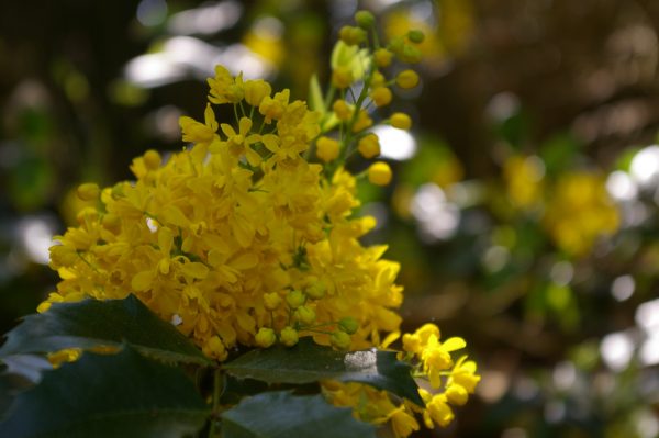 Mahonia aquifolium "Apollo"