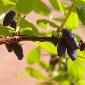 Lonicera kamtschatica 'Amur' ®