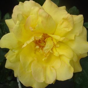 Rosa 'Maigold'