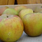 Apfel 'Holsteiner Cox'