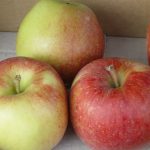 Apfel 'Jonagold'