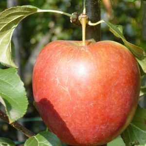 Apfel 'Rewena' ® -ato