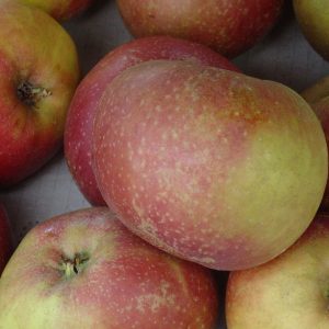 Apfel 'Roter Boskoop'
