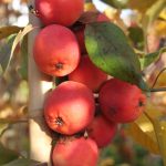 Malus 'Neville Copeman'