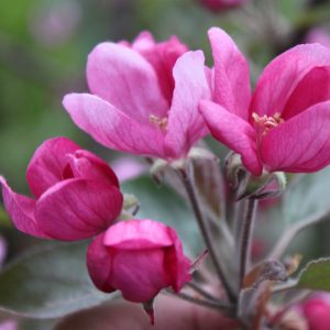 Apfel 'Rote Wolke'