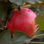 Apfel 'Rondo' ®