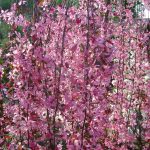 Malus 'Royal Burgundy'