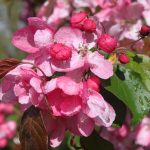 Malus 'Rudolph' (baccata)