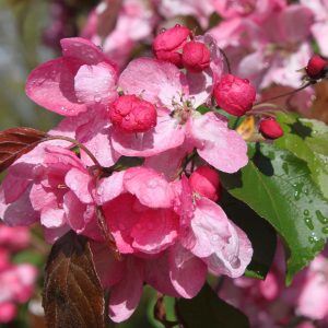 Malus 'Rudolph' (baccata)