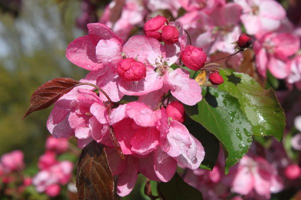 Malus 'Rudolph' (baccata)