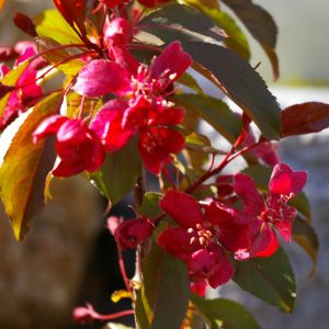Malus 'Royalty' (x adstringens)