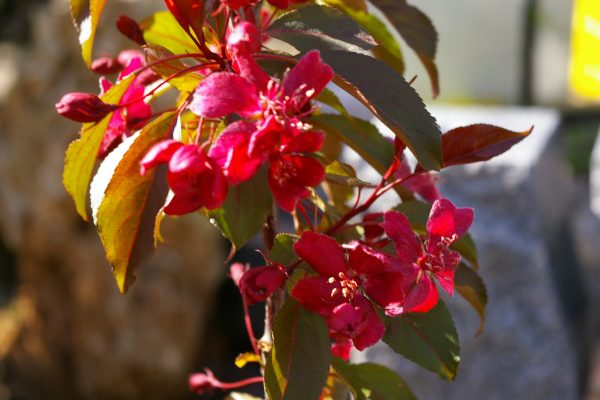 Malus 'Royalty' (x adstringens)