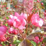 Malus sargentii "Rudolph"