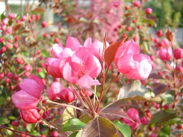 Malus sargentii "Rudolph"