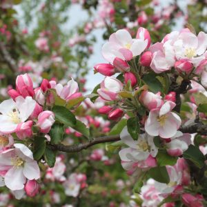 Malus sylvestris (communis)