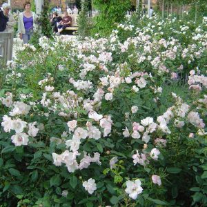Rosa 'Margaret Merril' ®
