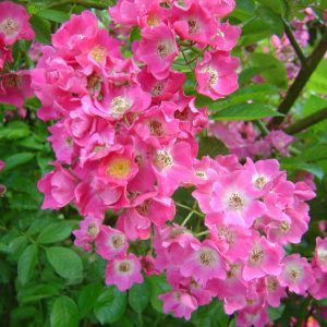Rosa 'Maria Lisa' (multiflora)