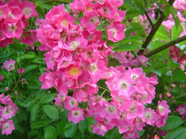 Rosa 'Maria Lisa' (multiflora)
