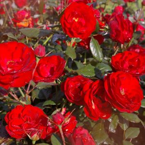 Rosa 'Mariandel' ®