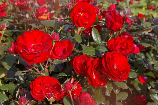Rosa 'Mariandel' ®