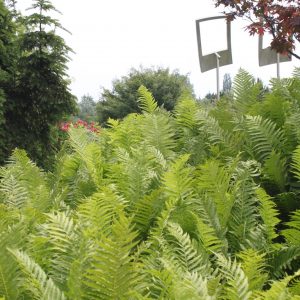 Matteuccia struthiopteris