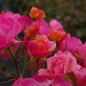 Rosa 'Maxi Vita' ®