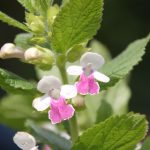 Melittis melis. 'Royal Velvet Distinction' ®
