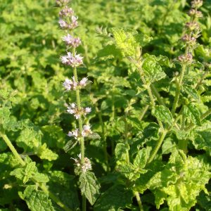 Mentha species 'Erdbeerminze'
