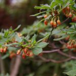 Menziesia ciliicalyx