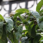 Mespilus germanica 'Nottingham'