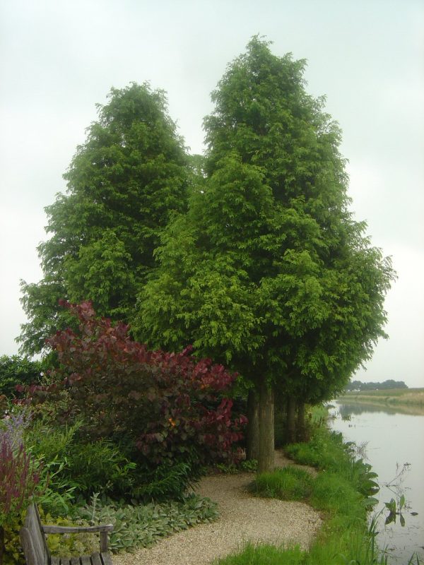 Metasequoia glyptostroboides