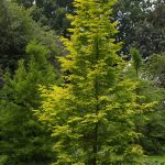Metasequoia glytostroboides 'Goldrush'