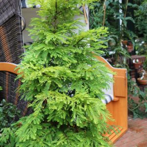 Metasequoia gl.'Margarete'