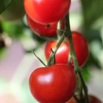 Tomate 'Mexikanische Honig'